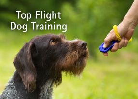 dog sitting obediently